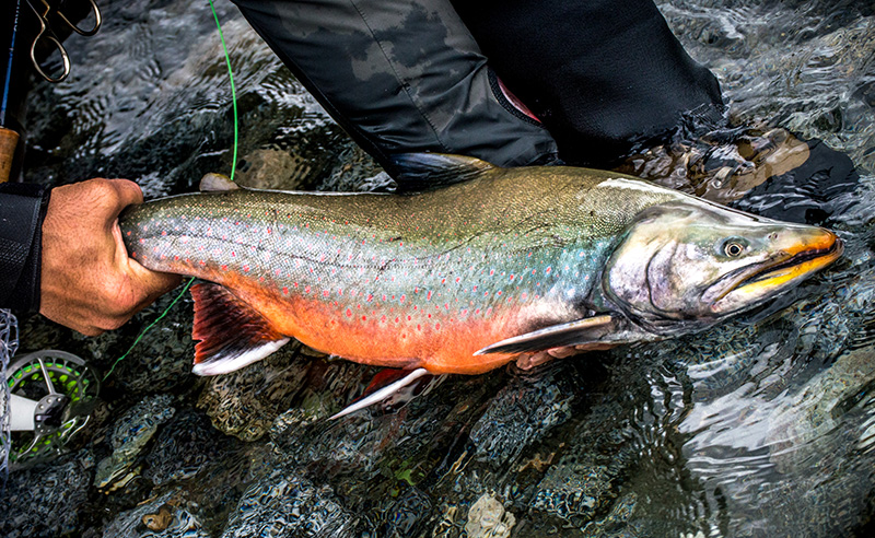 Rainbow Trout in Alaska