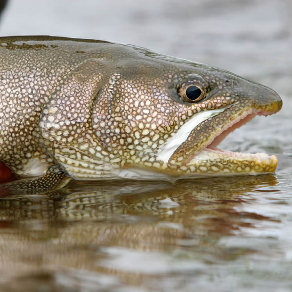 lake-trout-1024x1024